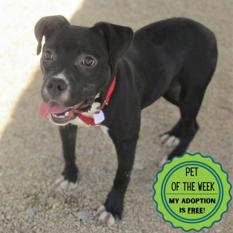 Capri, an adoptable Mixed Breed in Las Cruces, NM, 88012 | Photo Image 1