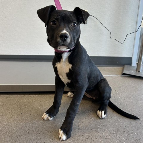 Capri, an adoptable Mixed Breed in Las Cruces, NM, 88012 | Photo Image 2