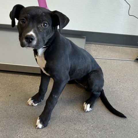 Capri, an adoptable Mixed Breed in Las Cruces, NM, 88012 | Photo Image 4