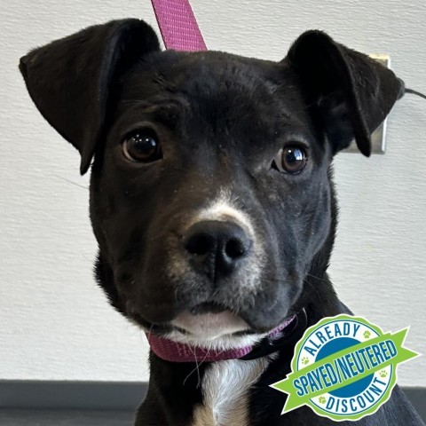 Capri, an adoptable Mixed Breed in Las Cruces, NM, 88012 | Photo Image 5