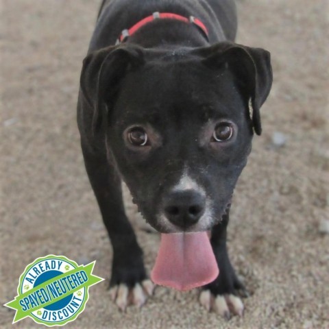 Capri, an adoptable Mixed Breed in Las Cruces, NM, 88012 | Photo Image 6