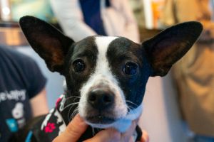 Pilo is a 1-year-old 12-pound male chihuahua  terrier mix from Tijuana Pilo is a curious loving