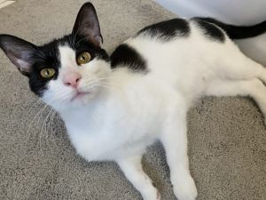Postmark is a one year-old monochromatic piebald he has a tail like a magicians wand the face of 