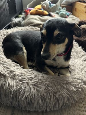 Marbles Chihuahua Dog