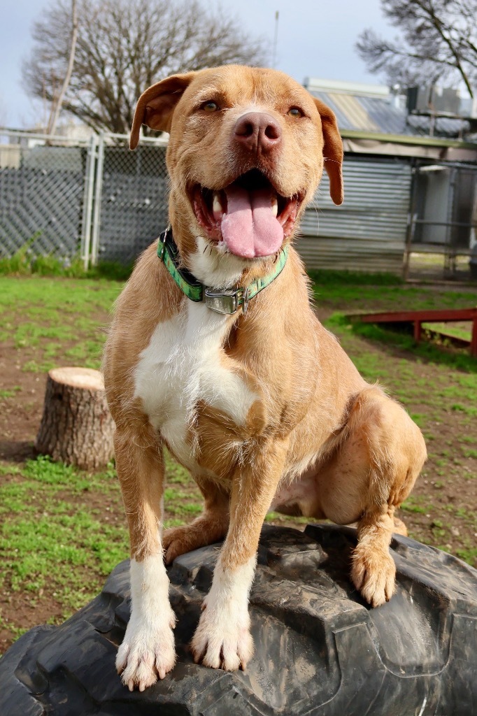 Troy, an adoptable Pit Bull Terrier, American Staffordshire Terrier in Chico, CA, 95928 | Photo Image 1