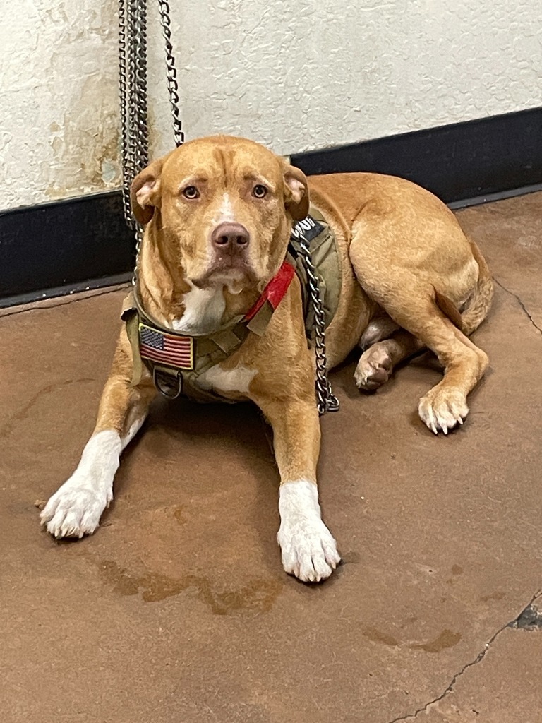 Troy, an adoptable Pit Bull Terrier, American Staffordshire Terrier in Chico, CA, 95928 | Photo Image 2