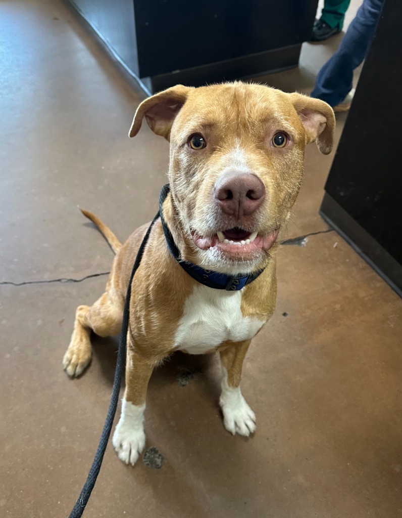 Troy, an adoptable Pit Bull Terrier, American Staffordshire Terrier in Chico, CA, 95928 | Photo Image 3