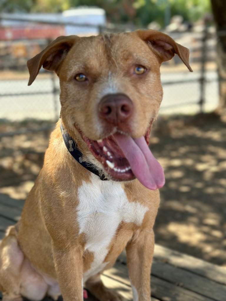 Troy, an adoptable Pit Bull Terrier, American Staffordshire Terrier in Chico, CA, 95928 | Photo Image 4