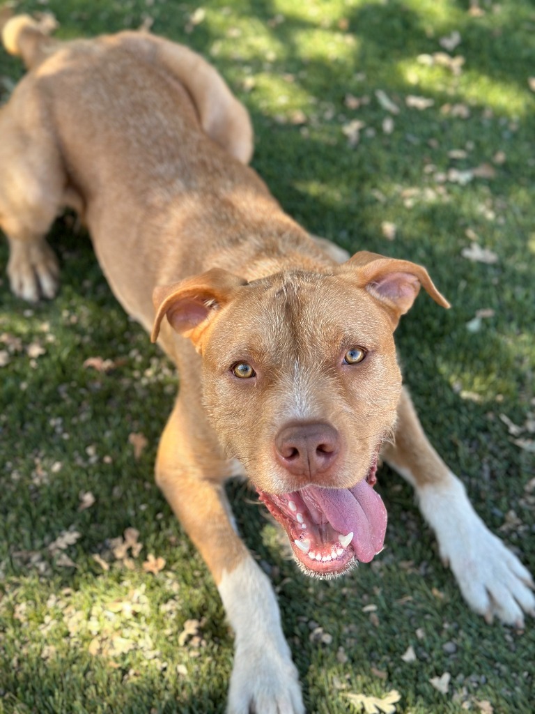 Troy, an adoptable Pit Bull Terrier, American Staffordshire Terrier in Chico, CA, 95928 | Photo Image 5