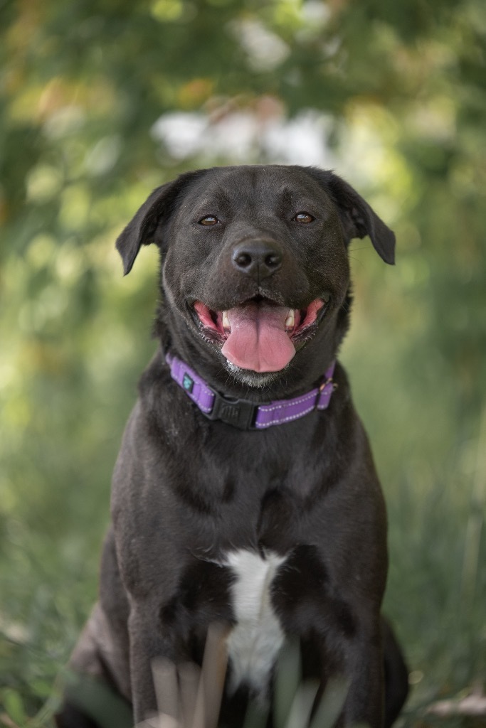 Mercedes, an adoptable Pit Bull Terrier, Labrador Retriever in Gillette, WY, 82716 | Photo Image 1