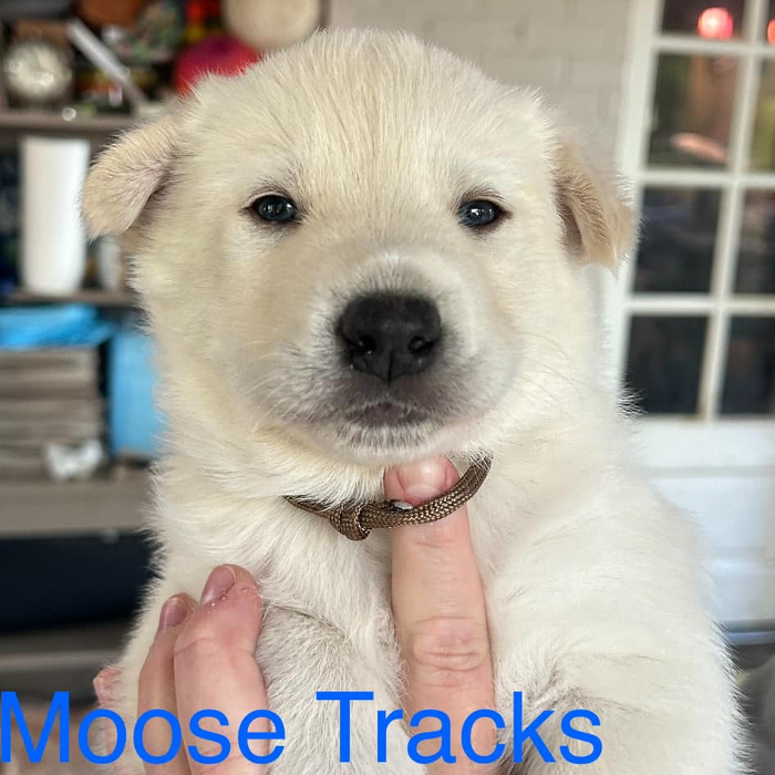 Moose Tracks 2