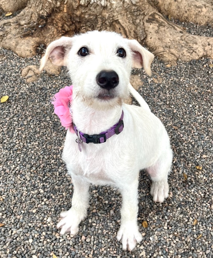 Brandy, an adoptable Labrador Retriever, Terrier in San Juan de Abajo, NAY, 63732 | Photo Image 1