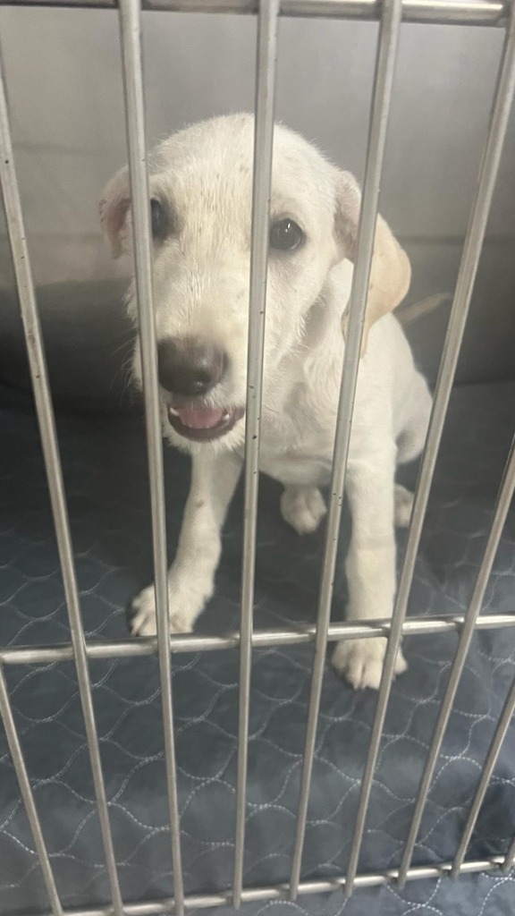 Brandy, an adoptable Labrador Retriever, Terrier in San Juan de Abajo, NAY, 63732 | Photo Image 2