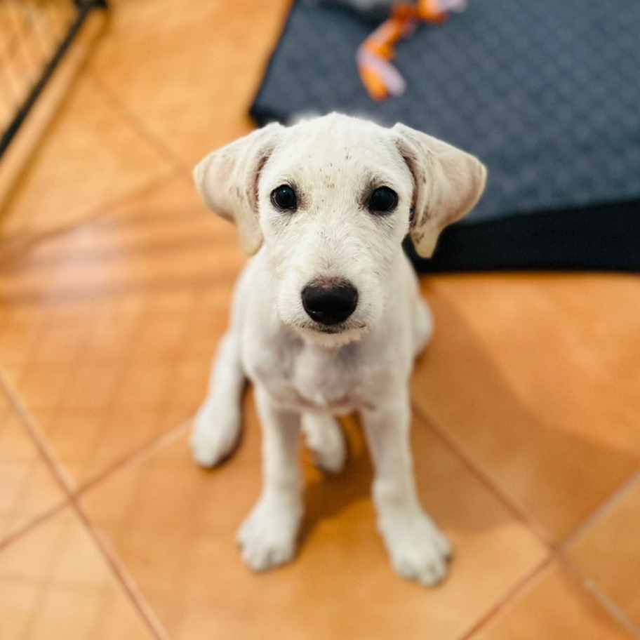 Brandy, an adoptable Labrador Retriever, Terrier in San Juan de Abajo, NAY, 63732 | Photo Image 3