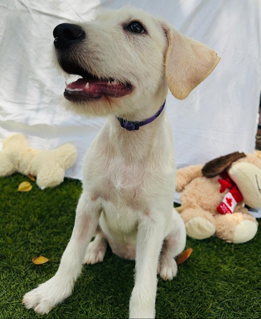 Brandy, an adoptable Labrador Retriever, Terrier in San Juan de Abajo, NAY, 63732 | Photo Image 4