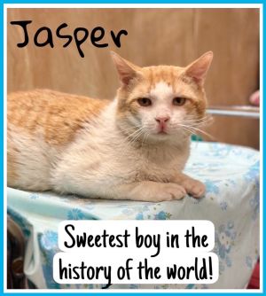 Jasper, Willow Grove PA (FCID# 03/29/2024-105)