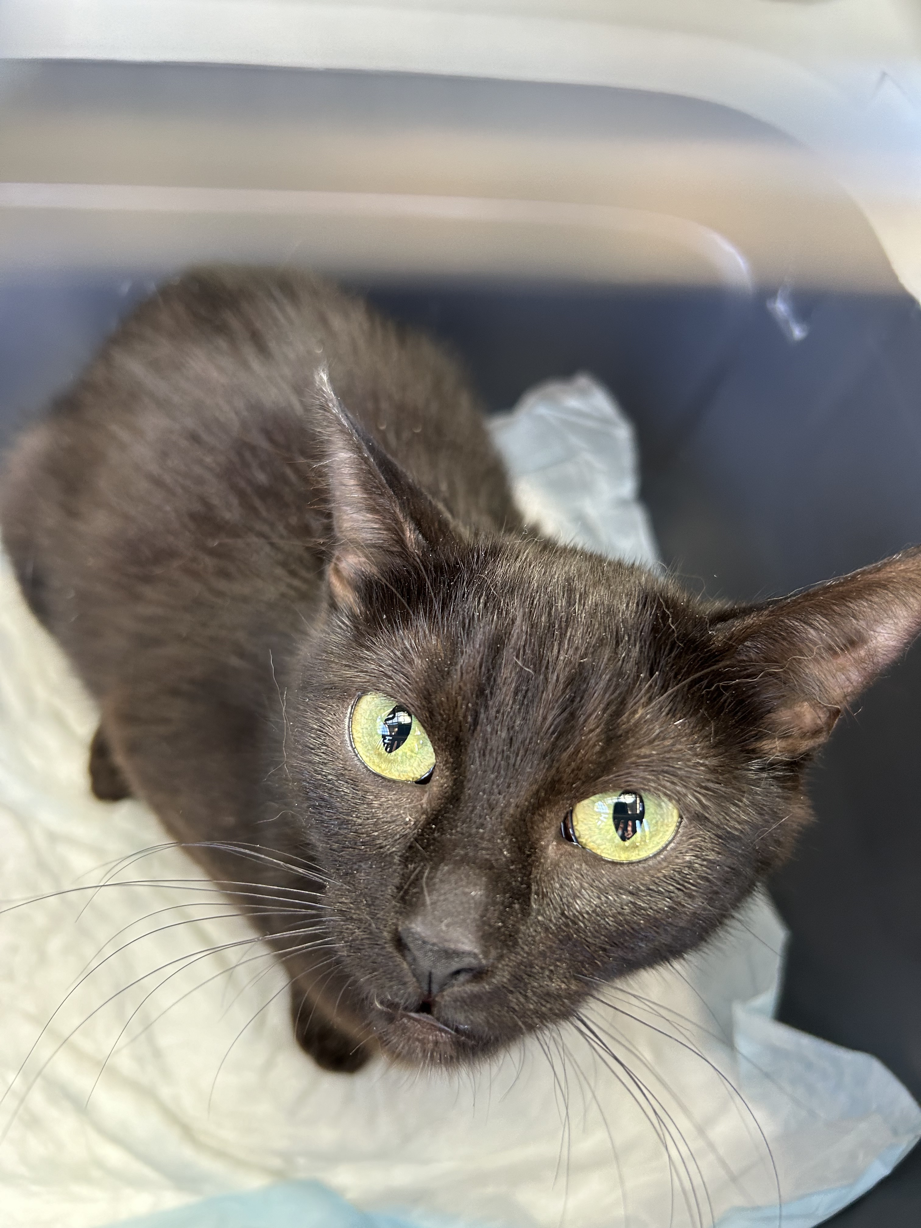 Swift, an adoptable Domestic Short Hair in Steinbach, MB, R5G 2B2 | Photo Image 2