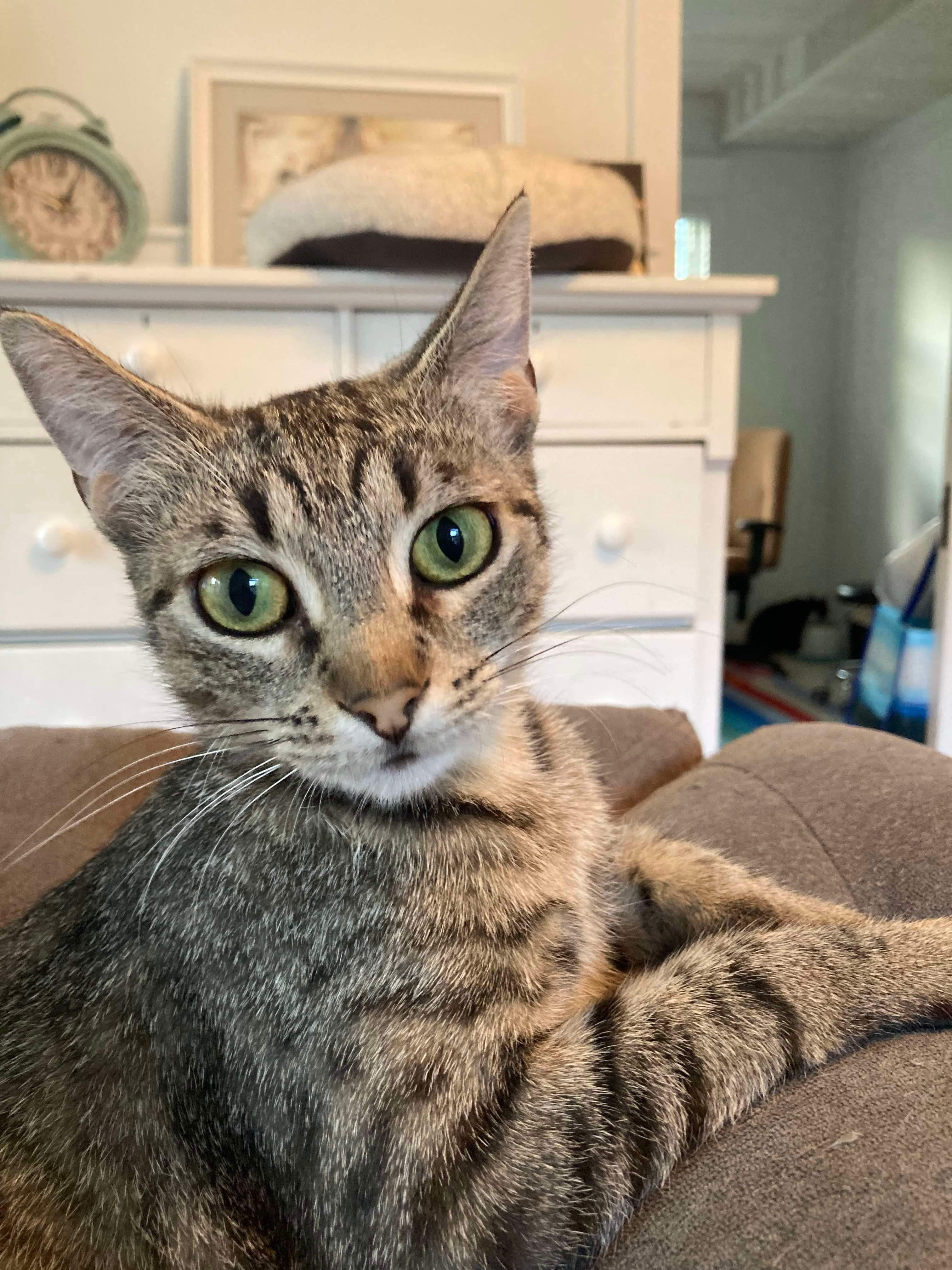 Taylor, an adoptable Domestic Short Hair in Steinbach, MB, R5G 2B2 | Photo Image 2