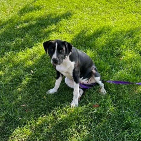 Chester, an adoptable Hound, Mixed Breed in Brainerd, MN, 56401 | Photo Image 1