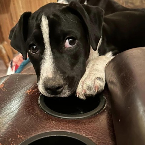 Chester, an adoptable Hound, Mixed Breed in Brainerd, MN, 56401 | Photo Image 2