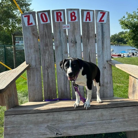 Chester, an adoptable Hound, Mixed Breed in Brainerd, MN, 56401 | Photo Image 3