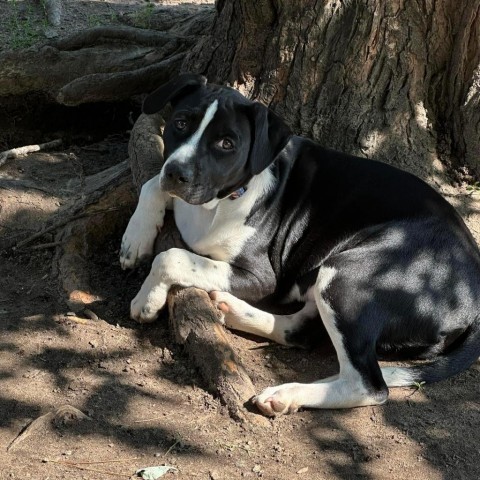 Chester, an adoptable Hound, Mixed Breed in Brainerd, MN, 56401 | Photo Image 4