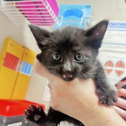 Lulu, an adoptable Domestic Short Hair in Yuma, AZ, 85365 | Photo Image 1