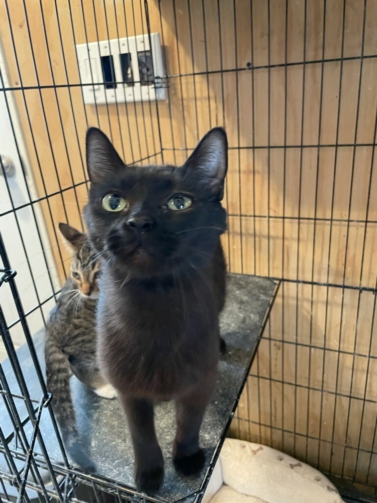 Sweetheart, an adoptable Domestic Short Hair in Thatcher, AZ, 85552 | Photo Image 1