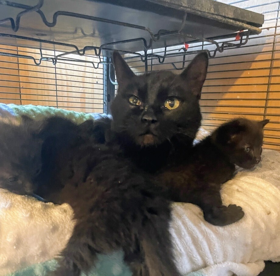 Sweetheart, an adoptable Domestic Short Hair in Thatcher, AZ, 85552 | Photo Image 2