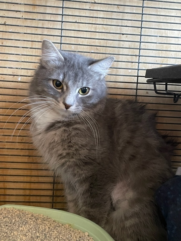 Shye, an adoptable Domestic Long Hair in Thatcher, AZ, 85552 | Photo Image 1