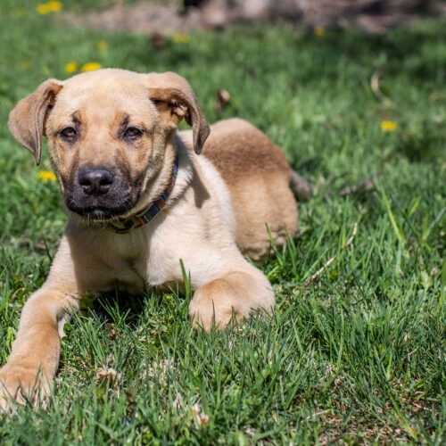 Dog for adoption - Bam Bam, a Boxer & German Shepherd Dog Mix in Duart ...