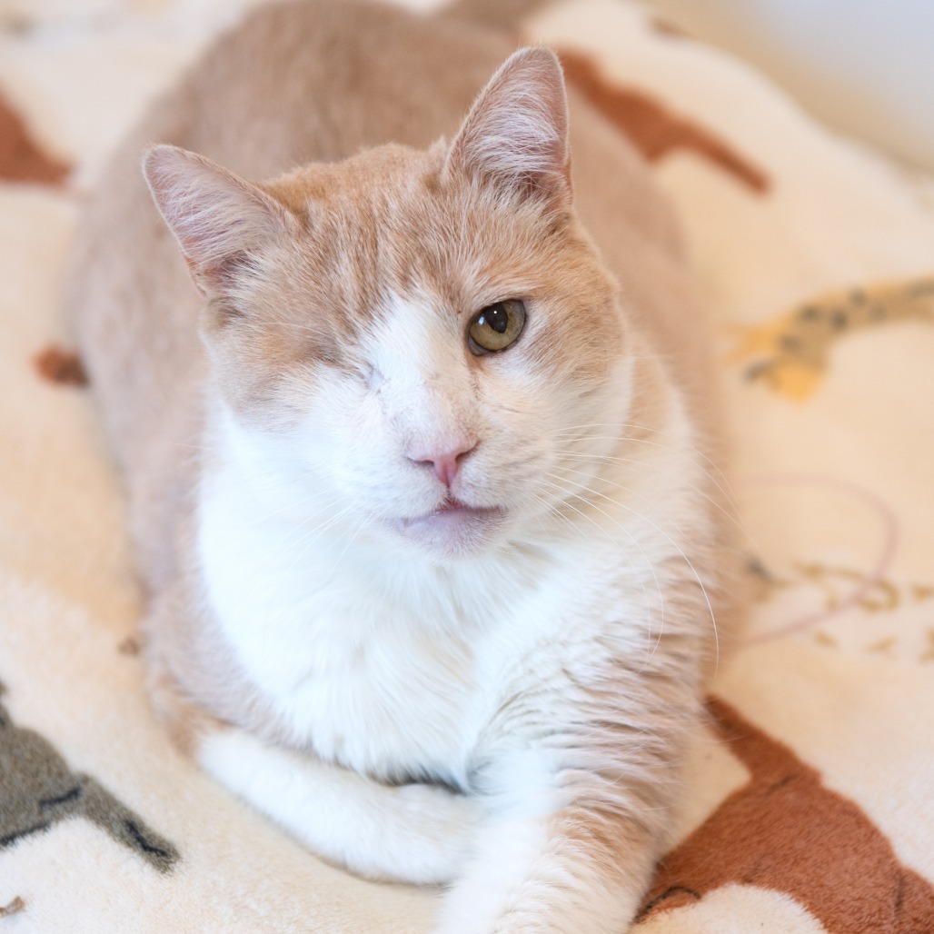 Uno, an adoptable Domestic Short Hair in Kanab, UT, 84741 | Photo Image 1
