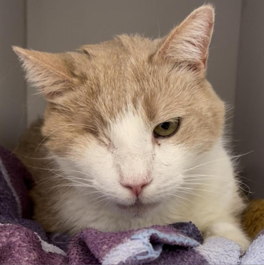 Uno, an adoptable Domestic Short Hair in Kanab, UT, 84741 | Photo Image 2