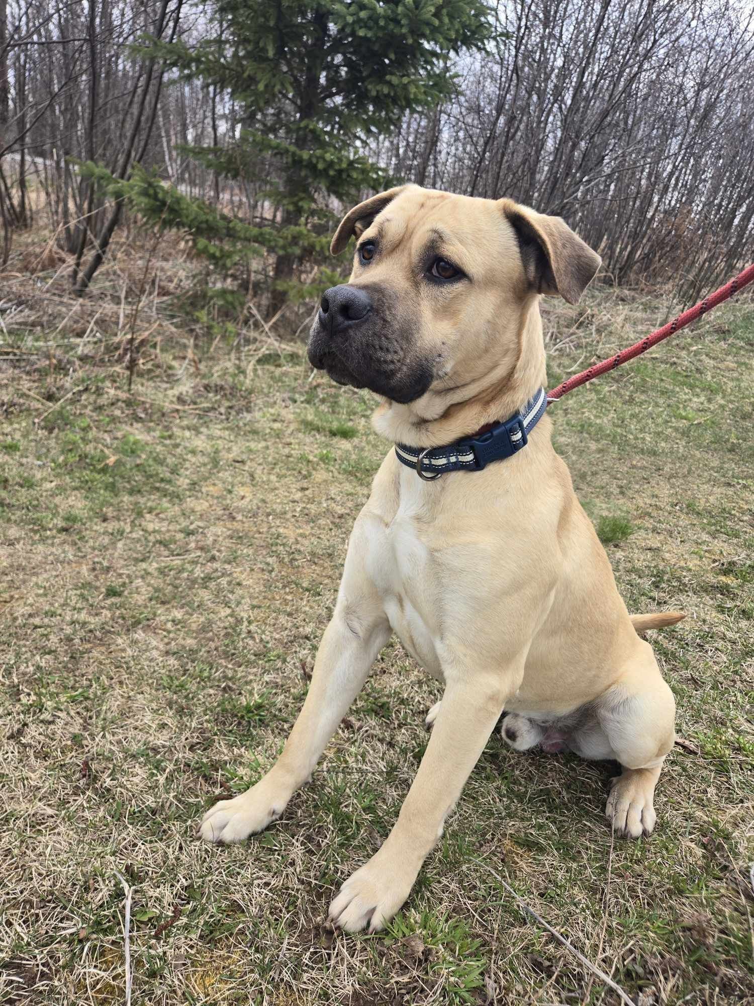 Clark, an adoptable Black Mouth Cur in Park Falls, WI, 54552 | Photo Image 1