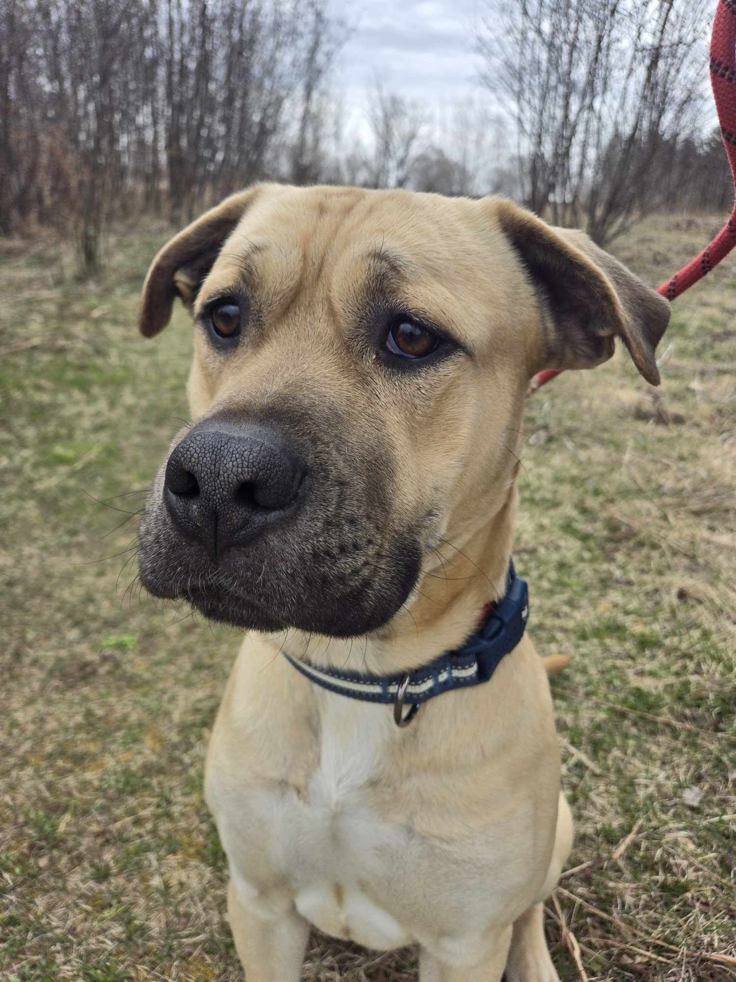 Clark, an adoptable Black Mouth Cur in Park Falls, WI, 54552 | Photo Image 2