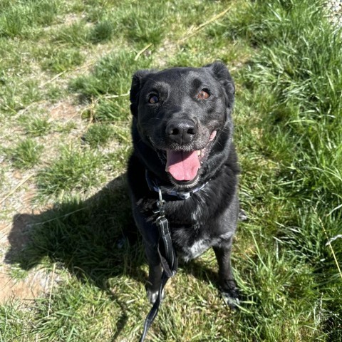 Finn, an adoptable Black Labrador Retriever, Cattle Dog in Rifle, CO, 81650 | Photo Image 1