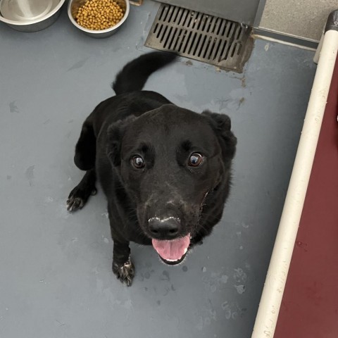 Finn, an adoptable Black Labrador Retriever, Cattle Dog in Rifle, CO, 81650 | Photo Image 2