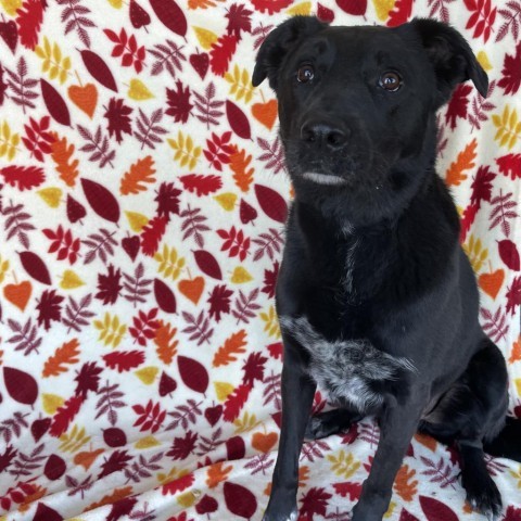 Finn, an adoptable Black Labrador Retriever, Cattle Dog in Rifle, CO, 81650 | Photo Image 3