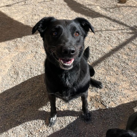 Finn, an adoptable Black Labrador Retriever, Cattle Dog in Rifle, CO, 81650 | Photo Image 5