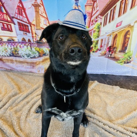 Finn, an adoptable Black Labrador Retriever, Cattle Dog in Rifle, CO, 81650 | Photo Image 6