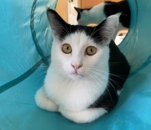 Meet Connor a charming feline whos as sweet as sugar and playful as a kitten 