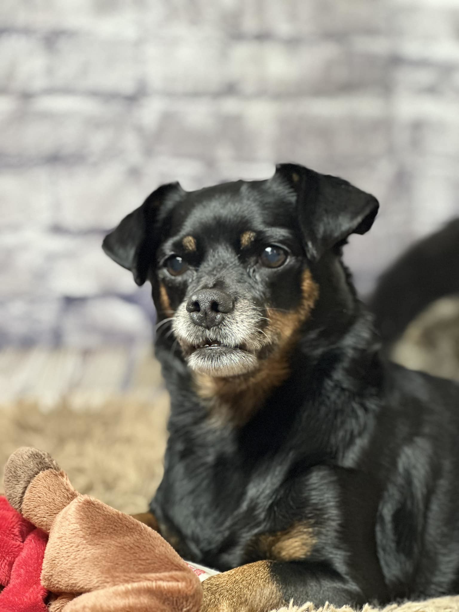 Clementine, an adoptable Miniature Pinscher in New London, WI, 54961 | Photo Image 1