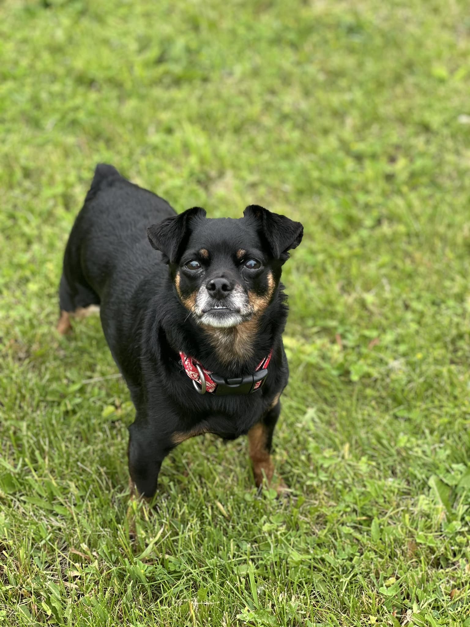 Clementine, an adoptable Miniature Pinscher in New London, WI, 54961 | Photo Image 5