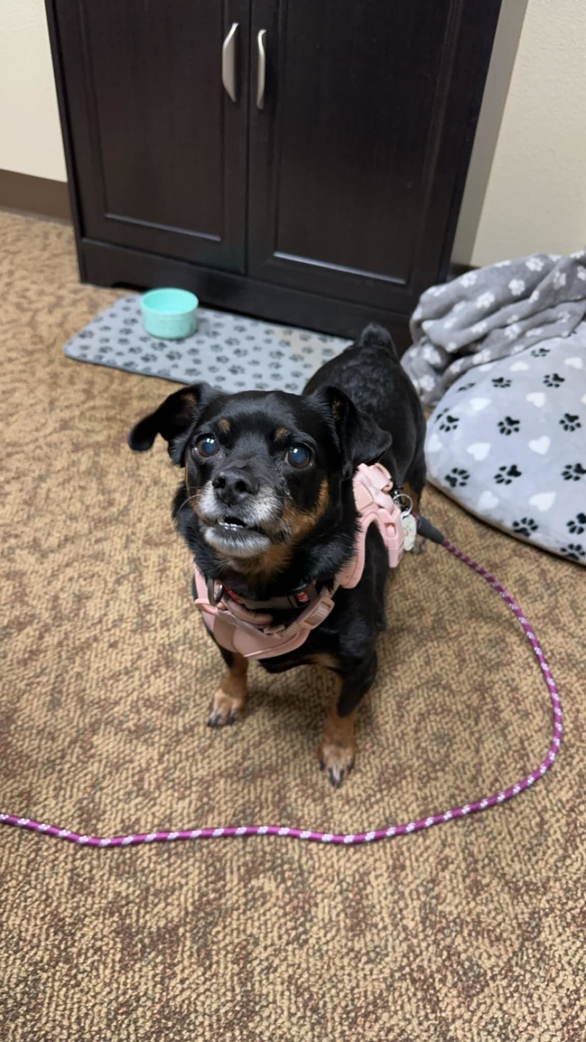 Clementine, an adoptable Miniature Pinscher in New London, WI, 54961 | Photo Image 6