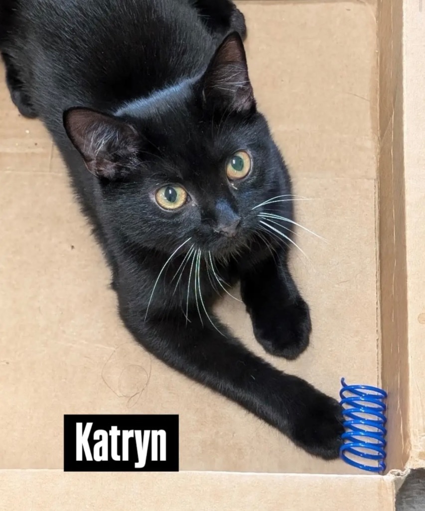 Katryn aka Kate, an adoptable Domestic Short Hair in Gorham, ME, 04038 | Photo Image 1