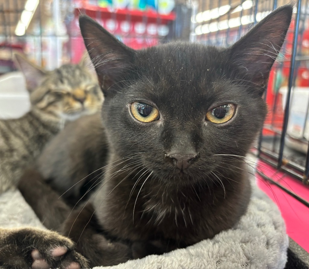 Katryn, an adoptable Domestic Short Hair in Gorham, ME, 04038 | Photo Image 4