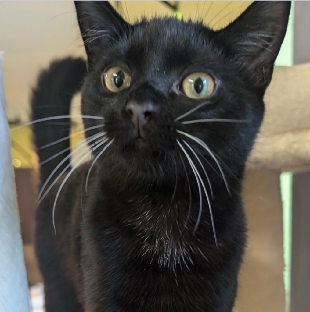 Katryn aka Kate, an adoptable Domestic Short Hair in Gorham, ME, 04038 | Photo Image 5