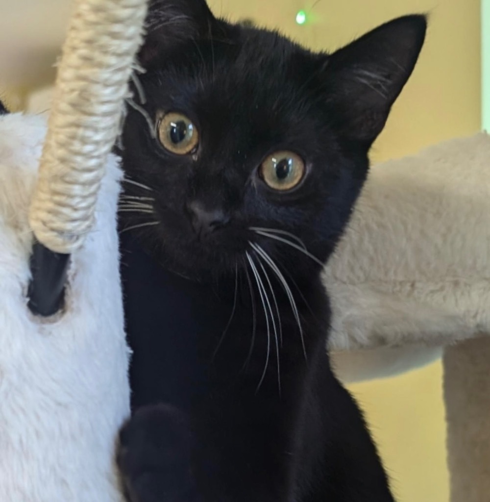 Katryn aka Kate, an adoptable Domestic Short Hair in Gorham, ME, 04038 | Photo Image 6