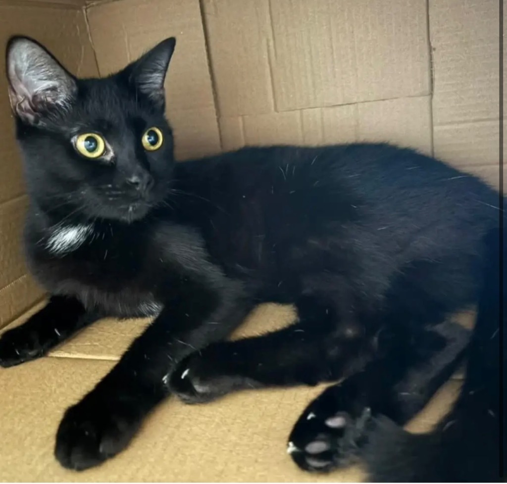 Medini, an adoptable Domestic Short Hair in Gorham, ME, 04038 | Photo Image 1