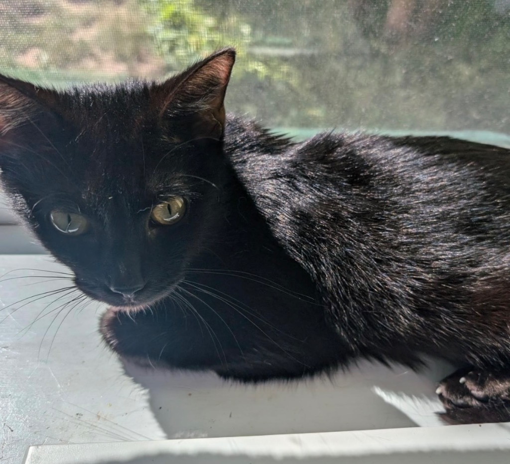 Medini, an adoptable Domestic Short Hair in Gorham, ME, 04038 | Photo Image 2